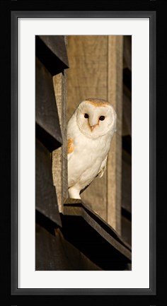 Framed England, Barn Owl looking out from Barn Print