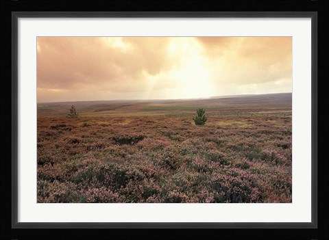Framed Heather, near Danby, North York Moors, England Print