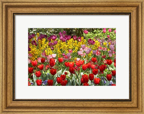 Framed Tulips in St James&#39;s Park, London, England, United Kingdom Print