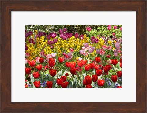 Framed Tulips in St James&#39;s Park, London, England, United Kingdom Print