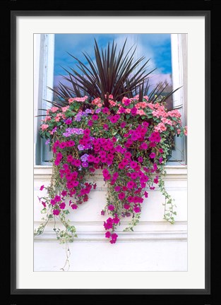 Framed Flower Box in London, England Print