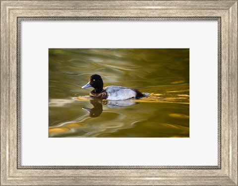 Framed UK, Tufted Duck on pond reflecting Fall colors Print