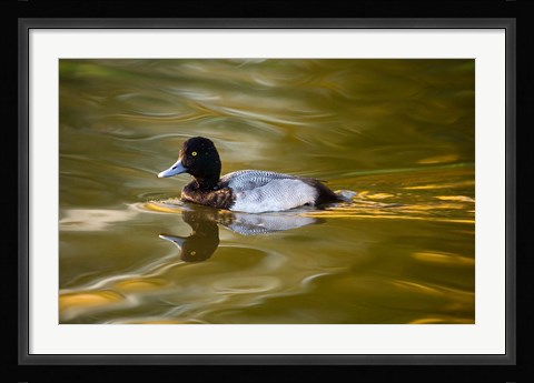 Framed UK, Tufted Duck on pond reflecting Fall colors Print