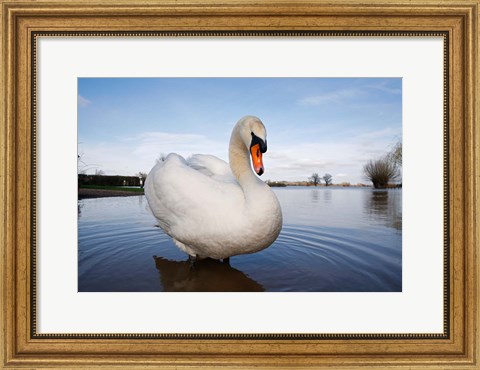 Framed Mute Swan (Cygnus olor) on flooded field, England Print