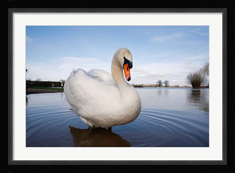 Framed Mute Swan (Cygnus olor) on flooded field, England Print