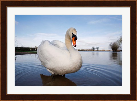 Framed Mute Swan (Cygnus olor) on flooded field, England Print