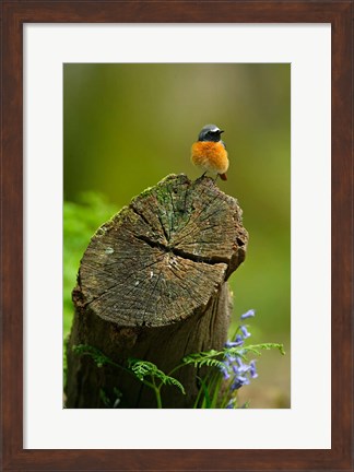 Framed Redstart bird, Forest of Dean, Gloucestershire, UK Print