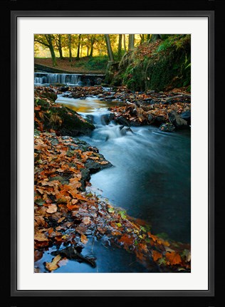 Framed Stream with Autumn Leaves, Forest of Dean, UK Print