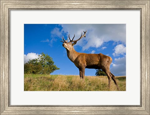 Framed UK Red Deer in countryside Print