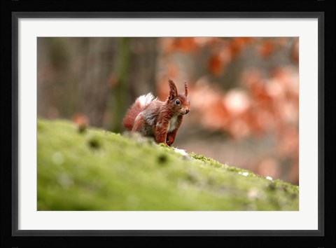 Framed UK, England Red Squirrel Print
