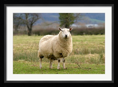 Framed UK, England, Cotswold Sheep farm animal Print