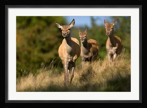 Framed UK, England, Red Deer, Hinds on heathland Print