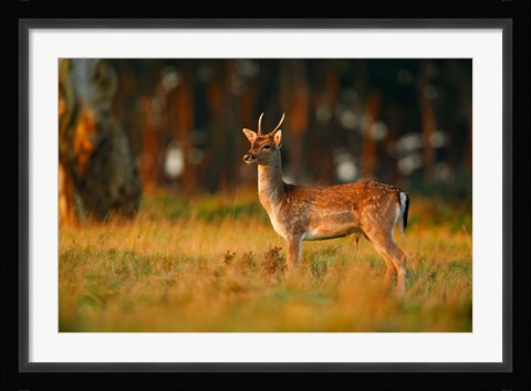 Framed UK, Forest of Dean, Fallow Deer Print