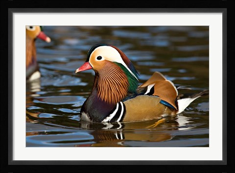 Framed UK, Mandarin Duck wildlife Print