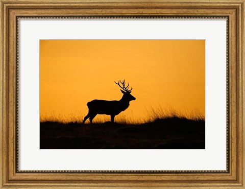 Framed UK, Red Deer stag at dawn Print