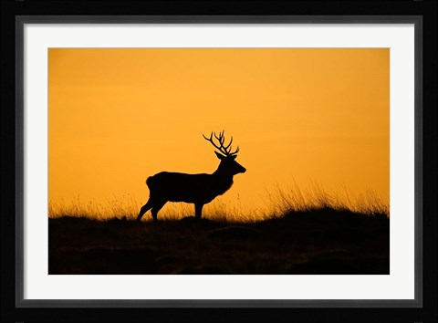 Framed UK, Red Deer stag at dawn Print