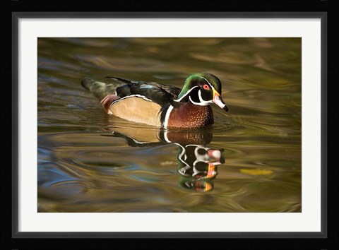 Framed USA Carolina or Wood Duck, reflected in a Pond Print