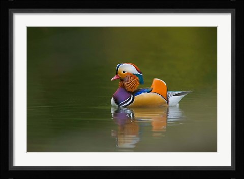 Framed Wild Mandarin Duck, green lake, UK Print