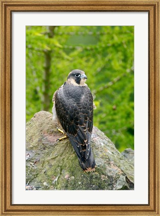 Framed Wildlife, Peregrine Falcon Bird on Rock Print