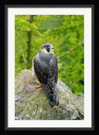 Framed Wildlife, Peregrine Falcon Bird on Rock Print
