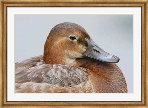 Framed England, London, Pochard Duck Print