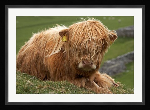 Framed Highland cow, Farm animal, North Yorkshire, England Print