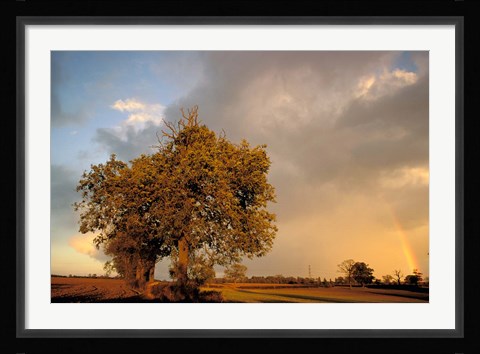 Framed Trees after Rain and Rainbow, West Yorkshire, England Print