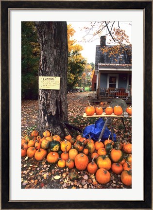 Framed Pumpkins For Sale in New England Print