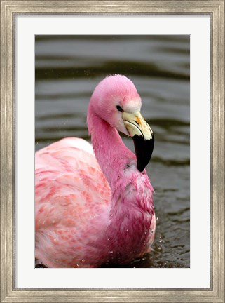 Framed Andean Flamingo, Tropical Bird, England Print