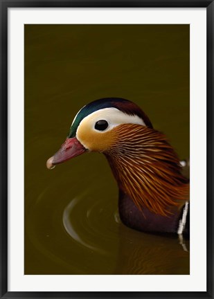 Framed Mandarin Duck, England Print