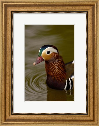 Framed Mandarin Duck, Slimbridge Wildfowl and Wetlands Trust, England Print