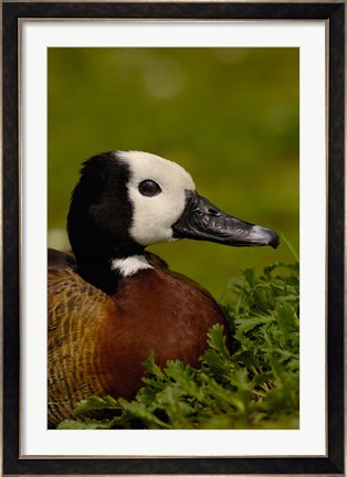 Framed White-faced Whistling Duck, England Print