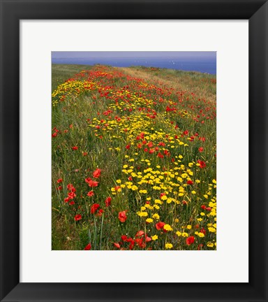 Framed Poppies in Studland Bay, Dorset, England Print
