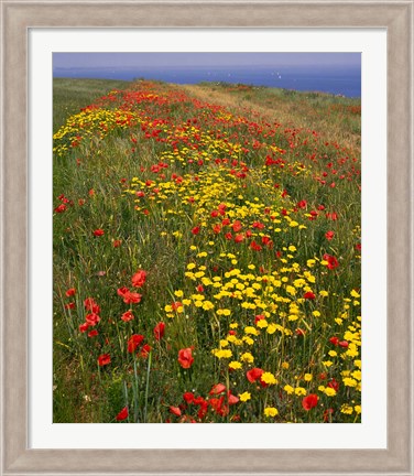 Framed Poppies in Studland Bay, Dorset, England Print