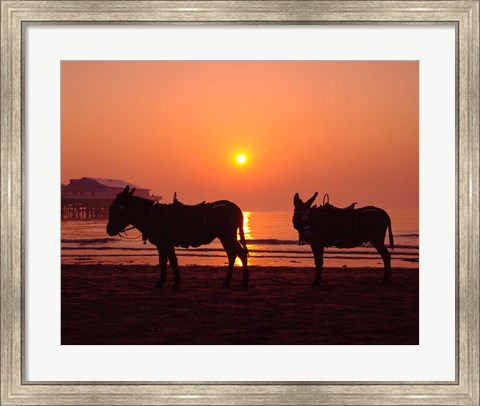 Framed Donkeys at Central Pier, Blackpool, Lancashire, England Print