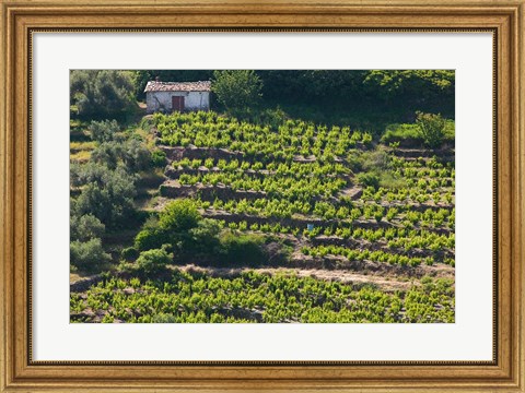 Framed Greece, Aegean Islands, Samos, Vourliotes Vineyard Print