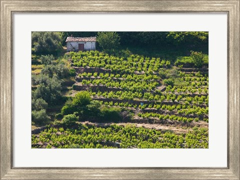 Framed Greece, Aegean Islands, Samos, Vourliotes Vineyard Print