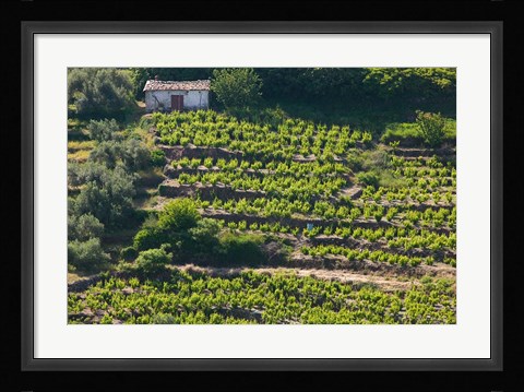 Framed Greece, Aegean Islands, Samos, Vourliotes Vineyard Print
