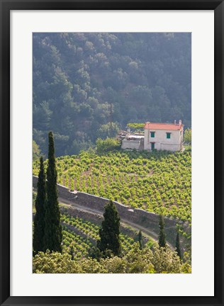 Framed Hillside Vineyard, Manolates, Samos, Aegean Islands, Greece Print