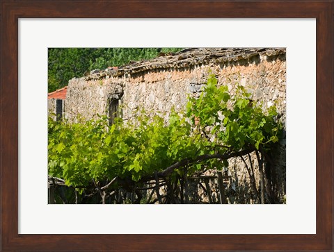 Framed Vineyard Detail, Assos, Kefalonia, Ionian Islands, Greece Print