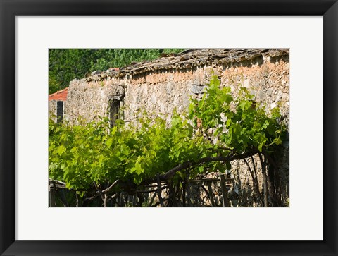 Framed Vineyard Detail, Assos, Kefalonia, Ionian Islands, Greece Print