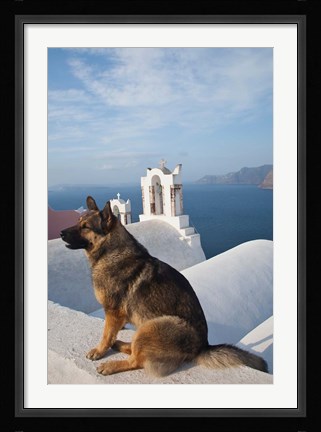 Framed Greece, Santorini, Oia, Dog, Blue Domed Churches Print