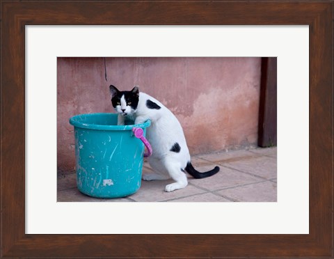 Framed Greece, Crete, Chania, Old Harbor, Cat Print
