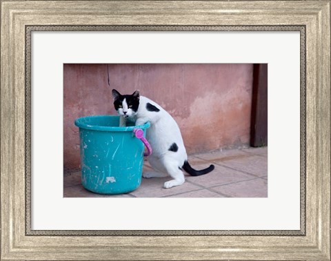 Framed Greece, Crete, Chania, Old Harbor, Cat Print