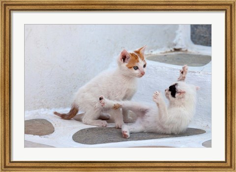 Framed Kittens Playing, Mykonos, Greece Print