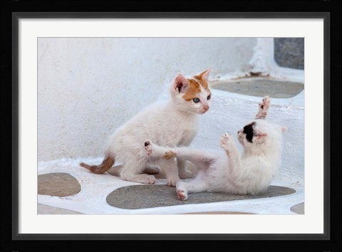 Framed Kittens Playing, Mykonos, Greece Print