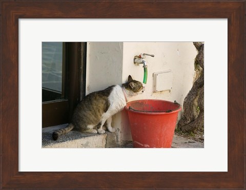 Framed Greece, Dodecanese, Rhodes, Cat Print