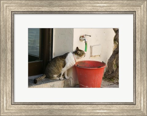 Framed Greece, Dodecanese, Rhodes, Cat Print