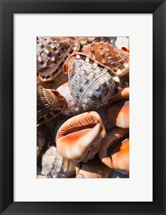 Framed Greece, Dodecanese, Rhodes, Seashells Print