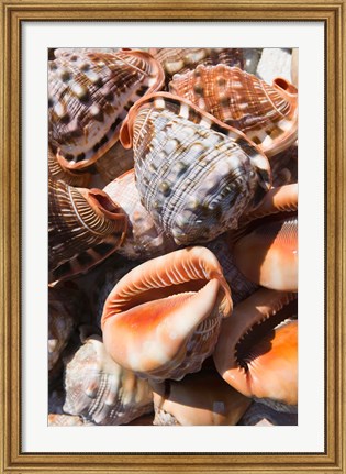 Framed Greece, Dodecanese, Rhodes, Seashells Print